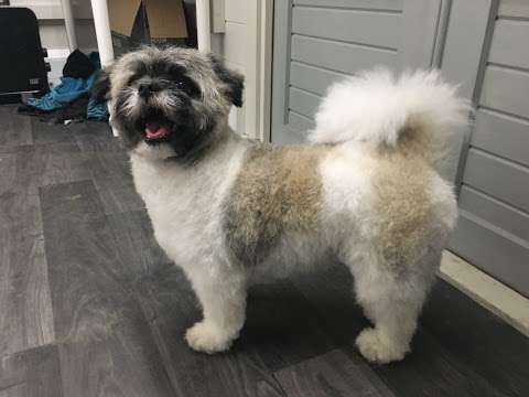 Willow Wags Dog Grooming photo